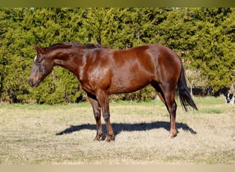 Paint Horse, Merrie, 7 Jaar, 152 cm, Donkere-vos