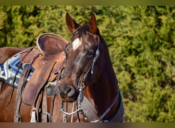 Paint Horse, Merrie, 7 Jaar, 152 cm, Donkere-vos