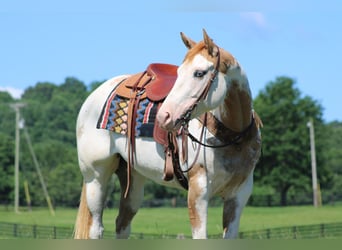 Paint Horse, Merrie, 7 Jaar, 152 cm, Overo-alle-kleuren