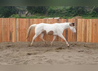 Paint Horse, Merrie, 7 Jaar, 152 cm, Tovereo-alle-kleuren