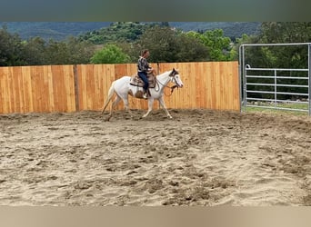 Paint Horse, Merrie, 7 Jaar, 152 cm, Tovereo-alle-kleuren