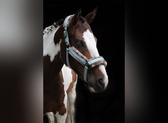 Paint Horse Mix, Merrie, 7 Jaar, 154 cm, Gevlekt-paard