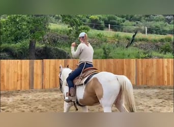 Paint Horse, Merrie, 7 Jaar, 155 cm, Tovereo-alle-kleuren