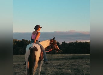 Paint Horse, Merrie, 7 Jaar, 157 cm, Gevlekt-paard