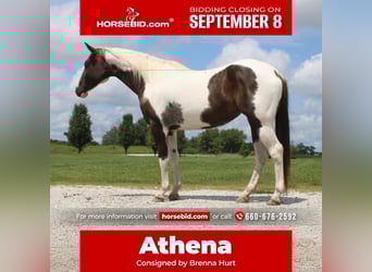 Paint Horse, Merrie, 7 Jaar, 157 cm, Gevlekt-paard