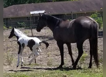 Paint Horse, Merrie, 7 Jaar, 157 cm, Gevlekt-paard