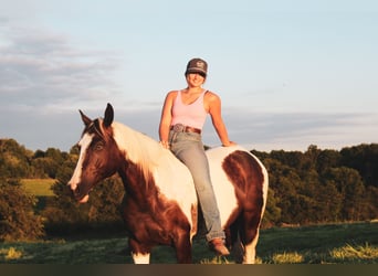 Paint Horse, Merrie, 7 Jaar, 157 cm, Gevlekt-paard