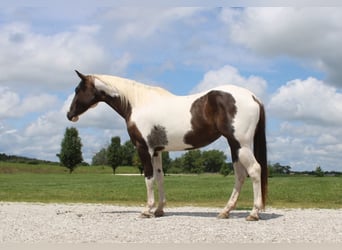 Paint Horse, Merrie, 7 Jaar, 157 cm, Gevlekt-paard