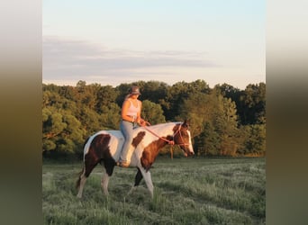 Paint Horse, Merrie, 7 Jaar, 157 cm, Gevlekt-paard