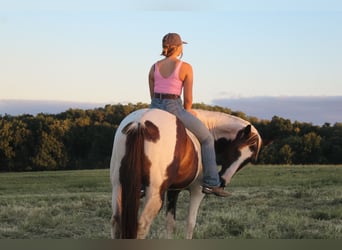 Paint Horse, Merrie, 7 Jaar, 157 cm, Gevlekt-paard