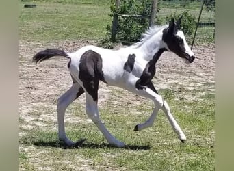 Paint Horse, Merrie, 7 Jaar, 157 cm, Gevlekt-paard