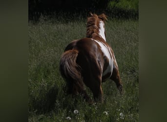 Paint Horse, Merrie, 7 Jaar, 157 cm, Overo-alle-kleuren