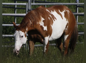 Paint Horse, Merrie, 7 Jaar, 157 cm, Overo-alle-kleuren