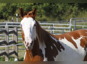 Paint Horse, Merrie, 7 Jaar, 157 cm, Overo-alle-kleuren