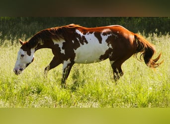 Paint Horse, Merrie, 7 Jaar, 157 cm, Overo-alle-kleuren