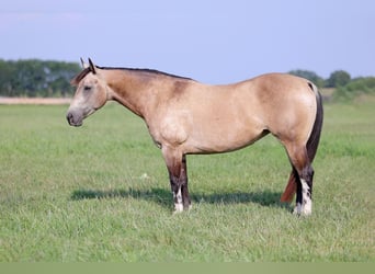 Paint Horse, Merrie, 7 Jaar, Buckskin