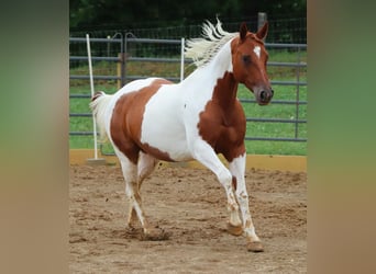 Paint Horse, Merrie, 7 Jaar, Gevlekt-paard