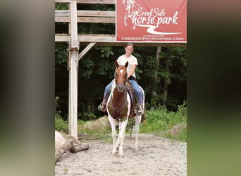 Paint Horse, Merrie, 7 Jaar, Gevlekt-paard