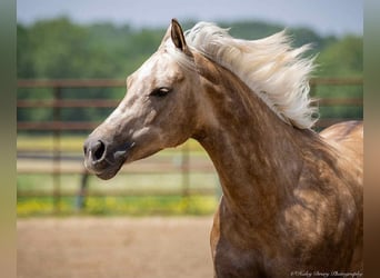 Paint Horse, Merrie, 8 Jaar, 142 cm, Palomino
