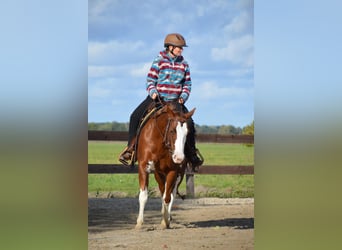 Paint Horse, Merrie, 8 Jaar, 145 cm, Donkere-vos