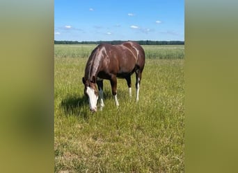 Paint Horse, Merrie, 8 Jaar, 145 cm, Donkere-vos