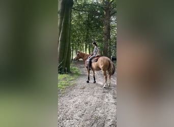 Paint Horse, Merrie, 8 Jaar, 145 cm, Red Dun