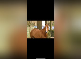 Paint Horse, Merrie, 8 Jaar, 145 cm, Red Dun