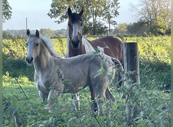 Paint Horse, Merrie, 8 Jaar, 151 cm, Overo-alle-kleuren