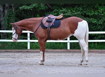 Paint Horse, Merrie, 8 Jaar, 152 cm, Donkere-vos