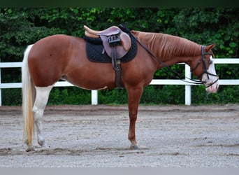 Paint Horse, Merrie, 8 Jaar, 152 cm, Donkere-vos