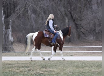Paint Horse, Merrie, 8 Jaar, 152 cm, Gevlekt-paard