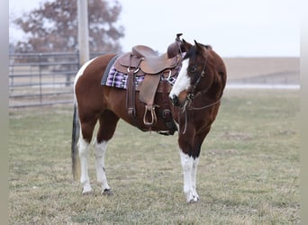Paint Horse, Merrie, 8 Jaar, 152 cm, Gevlekt-paard