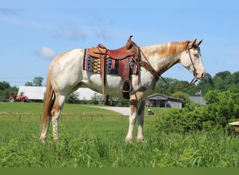 Paint Horse, Merrie, 8 Jaar, 152 cm, Overo-alle-kleuren