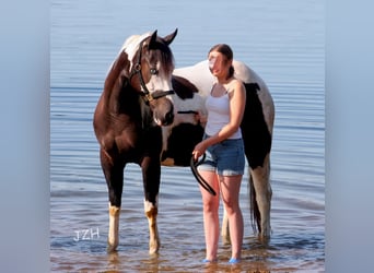 Paint Horse, Merrie, 8 Jaar, 152 cm, Zwart