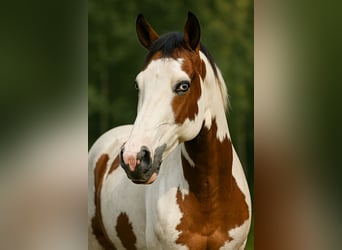 Paint Horse, Merrie, 8 Jaar, 155 cm, Bruin