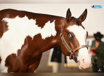 Paint Horse, Merrie, 8 Jaar, 160 cm, Overo-alle-kleuren