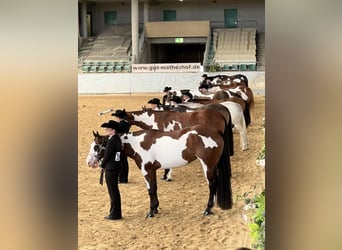 Paint Horse, Merrie, 8 Jaar, 160 cm, Overo-alle-kleuren