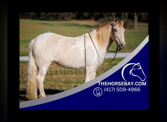 Paint Horse, Merrie, 9 Jaar, 122 cm, Buckskin
