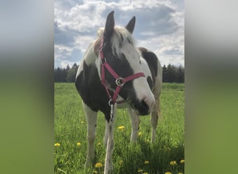 Paint Horse Mix, Merrie, 9 Jaar, 142 cm, Gevlekt-paard