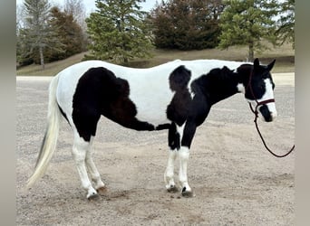 Paint Horse, Merrie, 9 Jaar, 145 cm, Gevlekt-paard