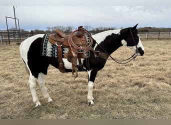Paint Horse, Merrie, 9 Jaar, 145 cm, Gevlekt-paard