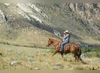 Paint Horse, Merrie, 9 Jaar, 145 cm, Roodvos
