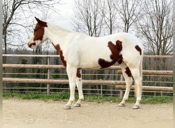Paint Horse, Merrie, 9 Jaar, 146 cm, Tobiano-alle-kleuren