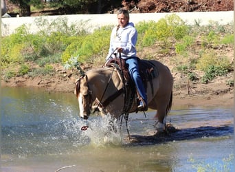 Paint Horse, Merrie, 9 Jaar, 152 cm, Grullo