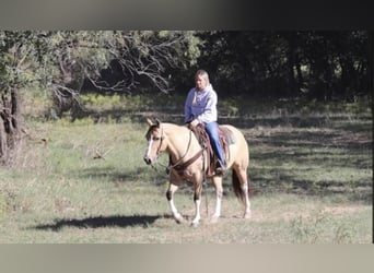 Paint Horse, Merrie, 9 Jaar, 152 cm, Grullo