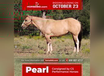 Paint Horse, Merrie, 9 Jaar, 152 cm, Grullo