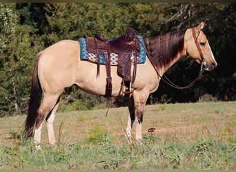Paint Horse, Merrie, 9 Jaar, 152 cm, Grullo