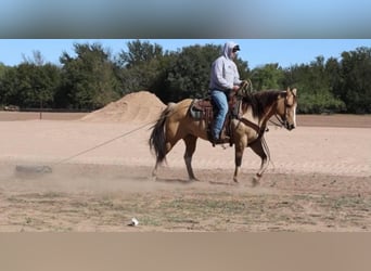 Paint Horse, Merrie, 9 Jaar, 152 cm, Grullo