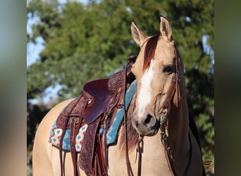 Paint Horse, Merrie, 9 Jaar, 152 cm, Grullo