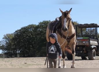 Paint Horse, Merrie, 9 Jaar, 152 cm, Grullo
